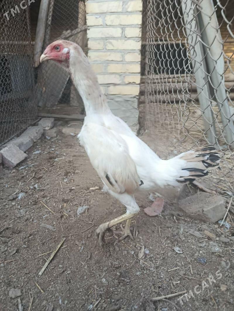 baysy horaz we towuk juje - Чарджоу - img 7