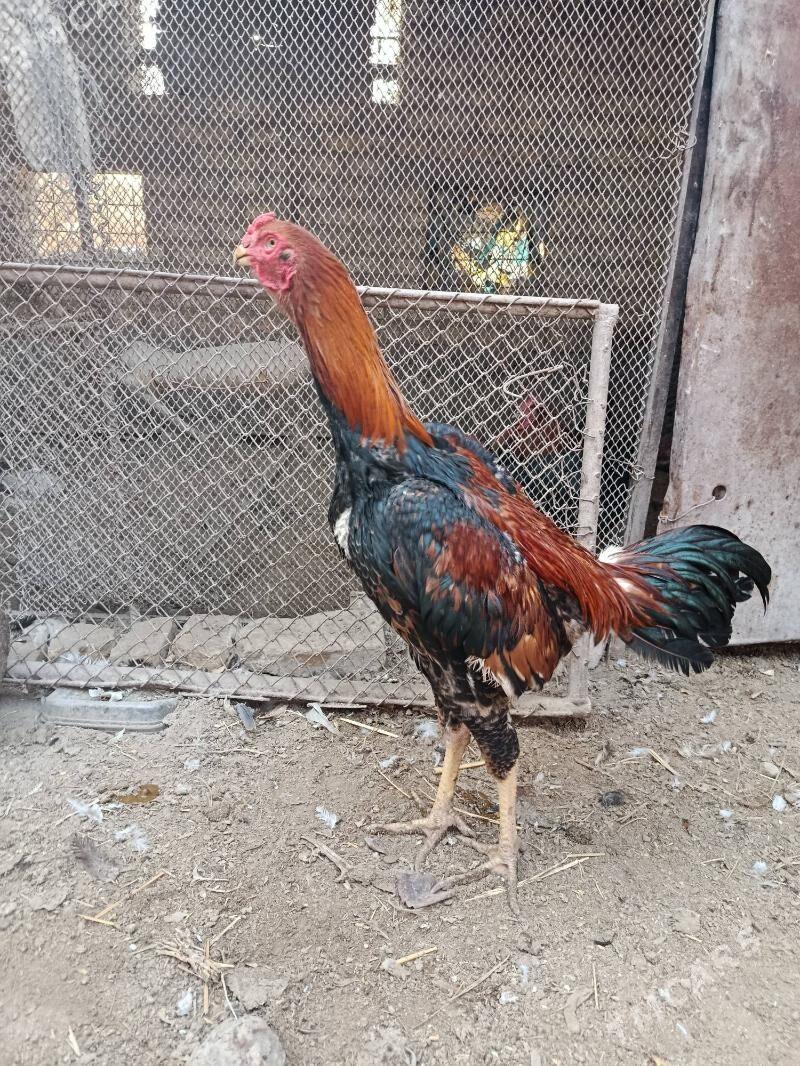 baysy horaz we towuk juje - Чарджоу - img 10