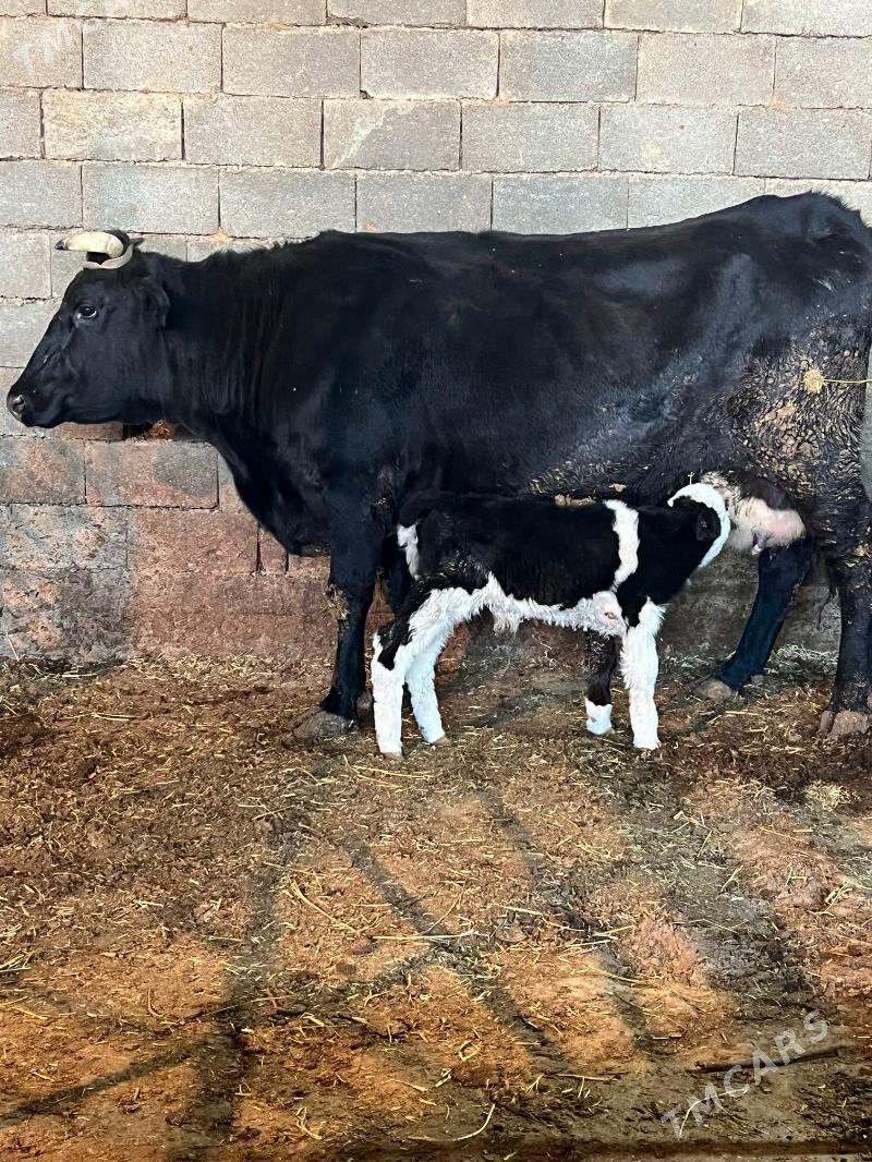 okuz - Багир - img 5