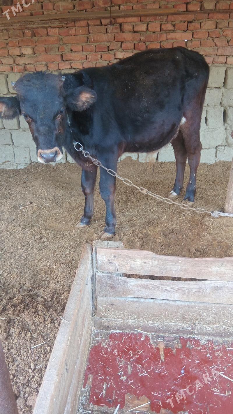 şwes öküz - Бахарден - img 3