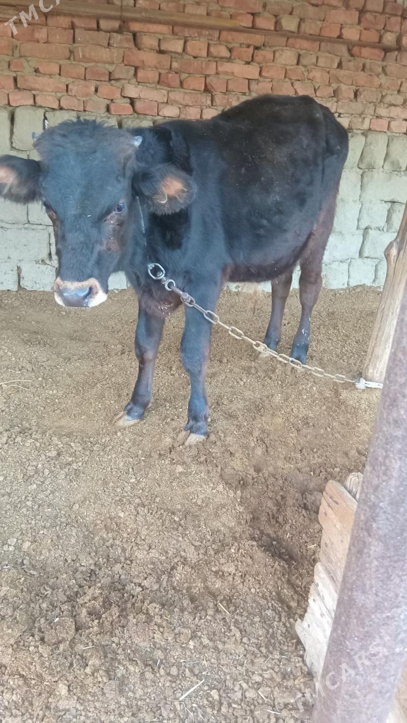 şwes öküz - Бахарден - img 1