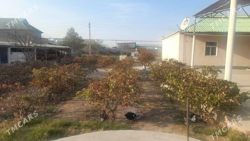 Gypjan jaý - Gypjak - img 2