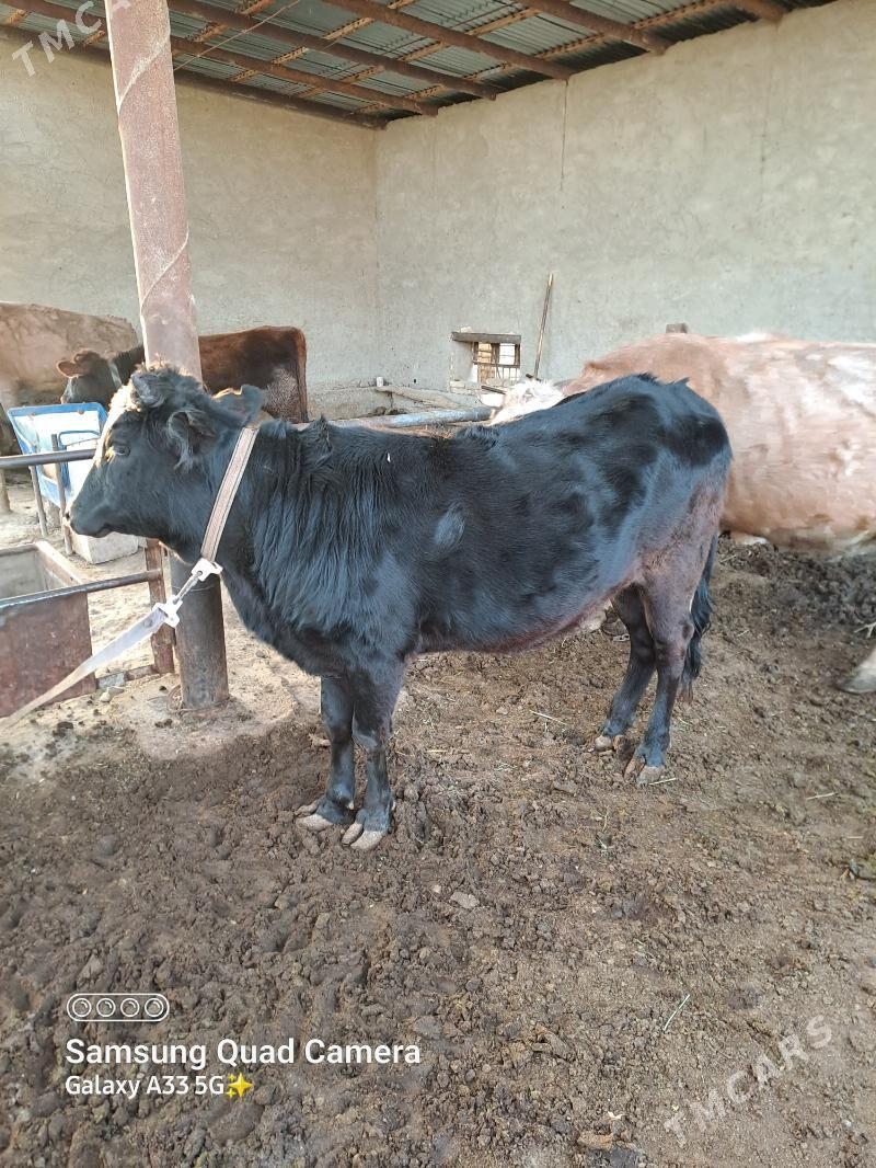 Gulajyn - Мары - img 1