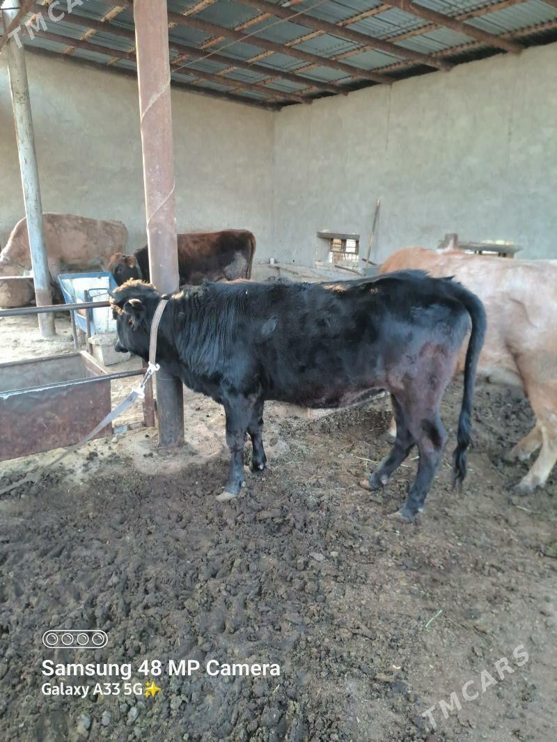 Gulajyn - Мары - img 5