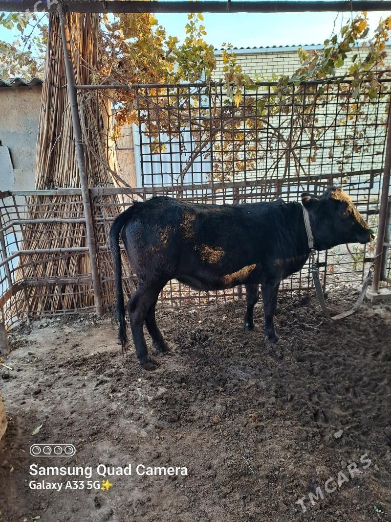 Gulajyn - Мары - img 2