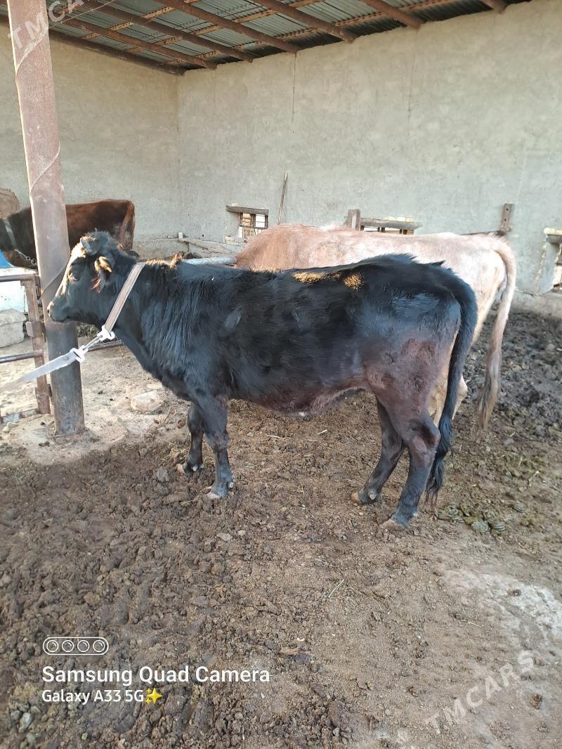 Gulajyn - Мары - img 3