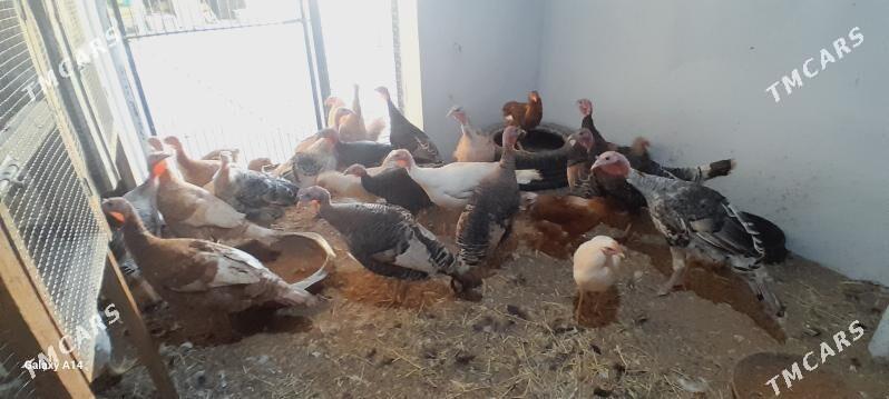 induk - Türkmenabat - img 2