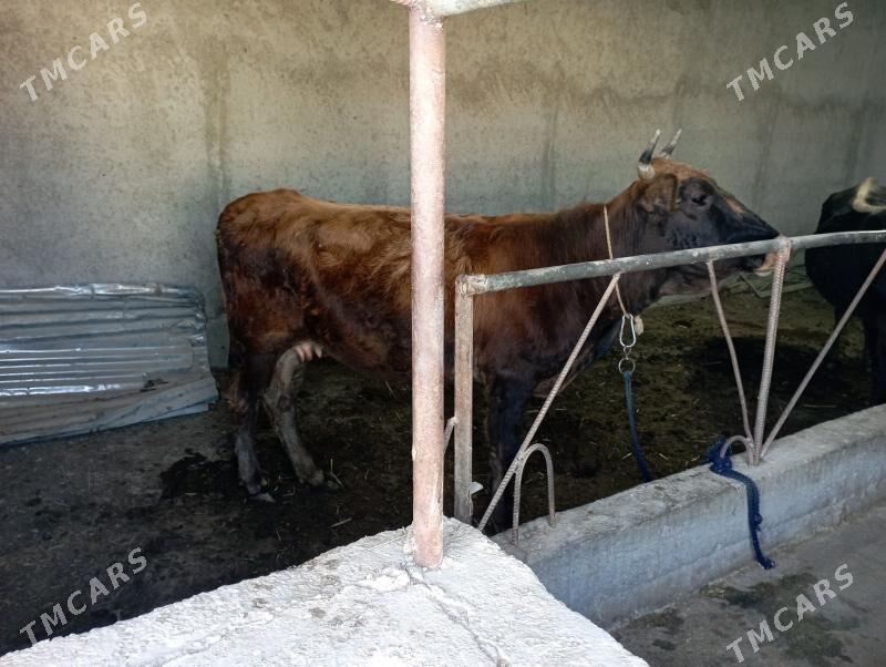 gysyr tüwwe - Gökdepe - img 1