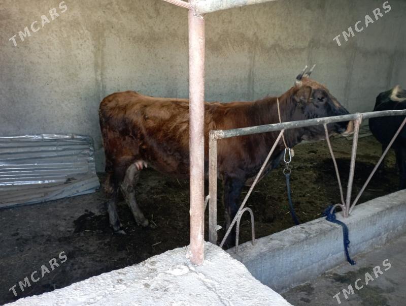 gysyr tüwwe - Гёкдепе - img 2