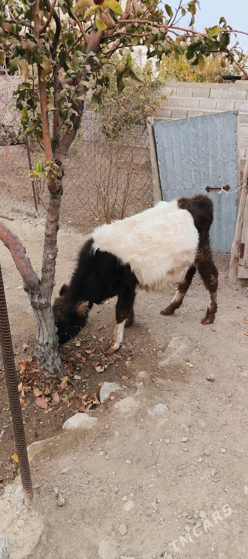 tüwe - Gyzylarbat - img 8