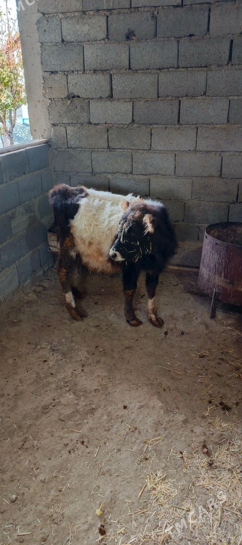 tüwe - Gyzylarbat - img 2