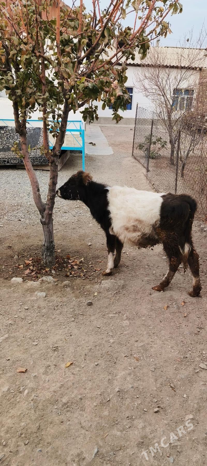 tüwe - Gyzylarbat - img 6