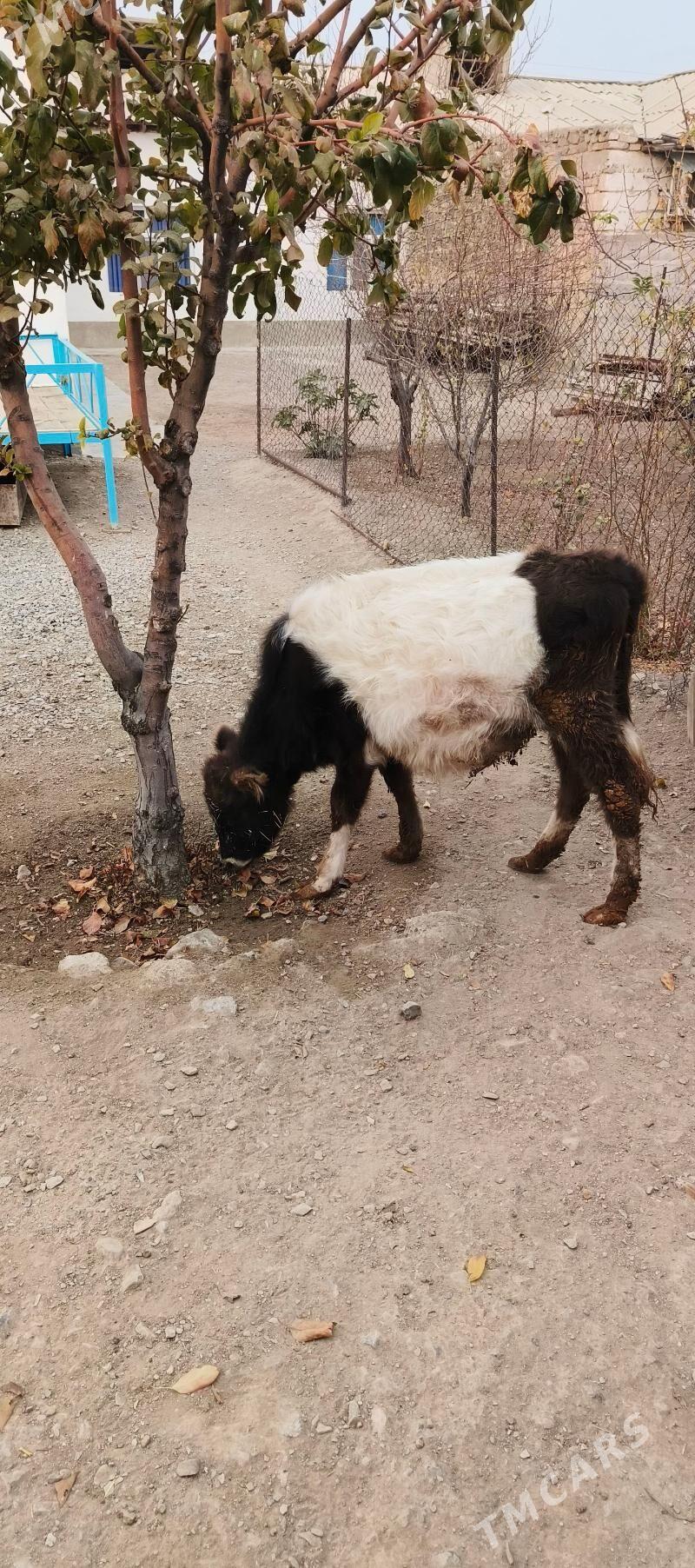 tüwe - Gyzylarbat - img 7