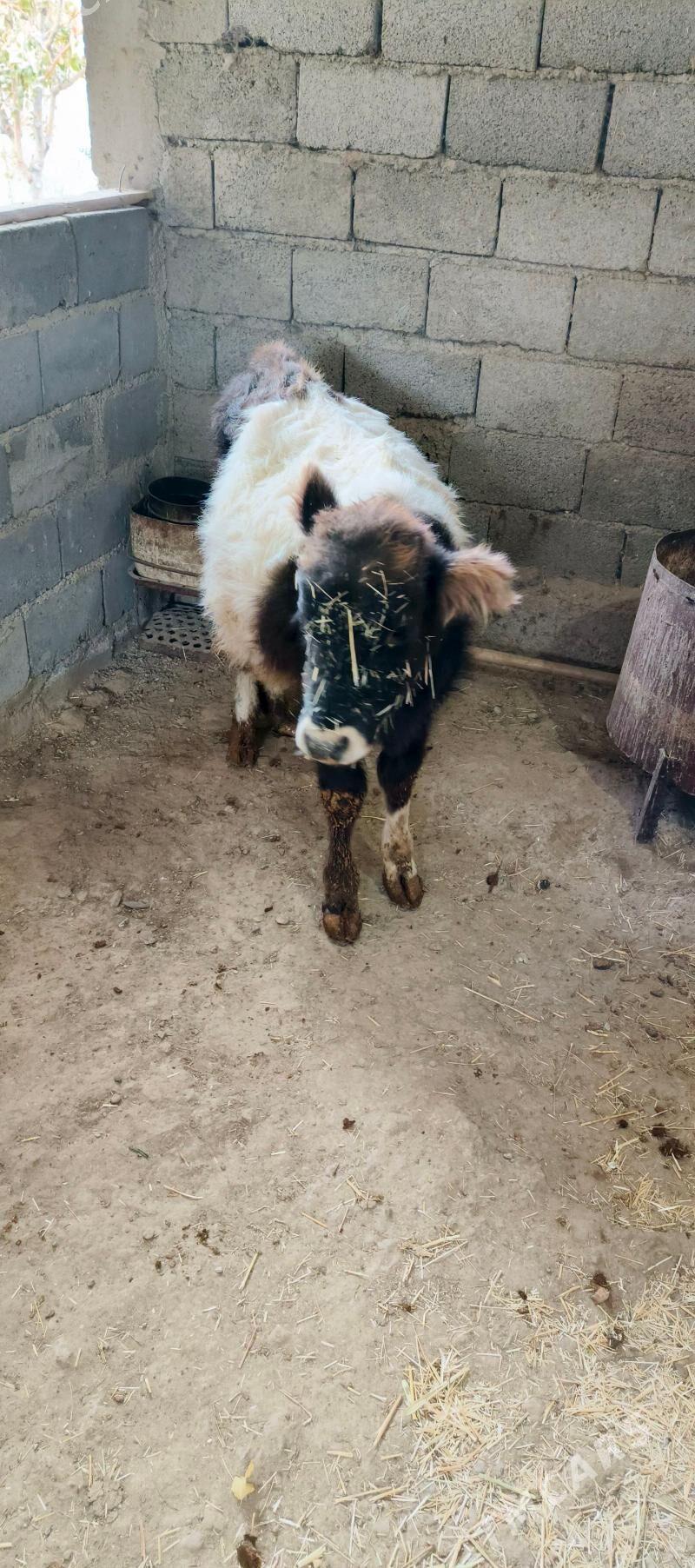 tüwe - Gyzylarbat - img 3