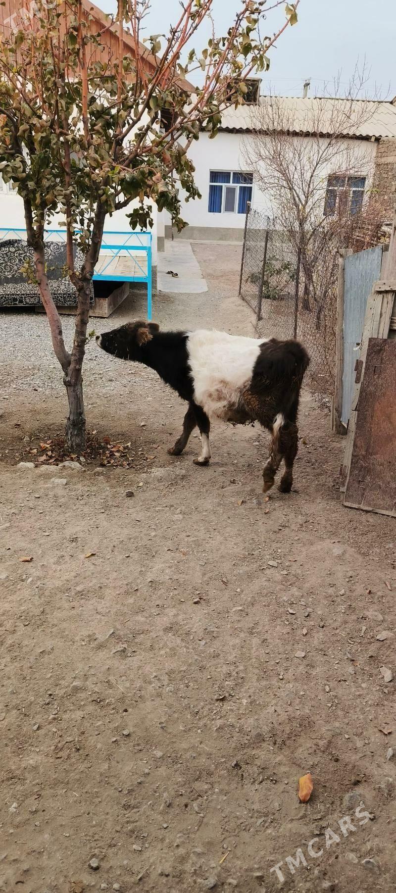 tüwe - Gyzylarbat - img 4