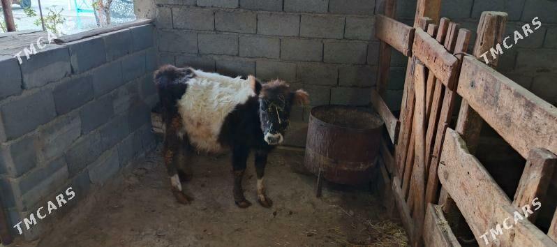 tüwe - Gyzylarbat - img 1