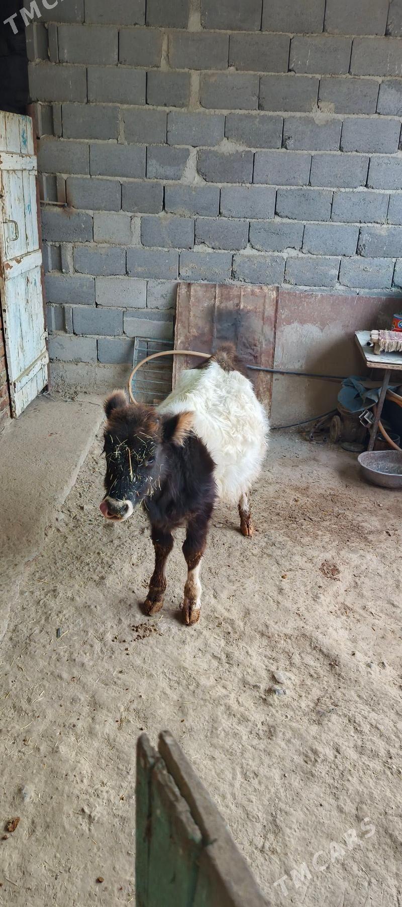 tüwe - Gyzylarbat - img 5