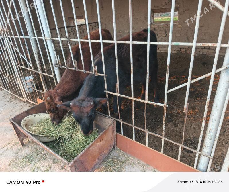 Öküzler - Мары - img 1