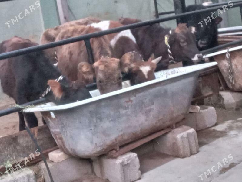 arzan mallar. - Бузмеин - img 1