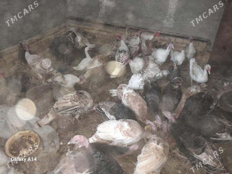 induk - Türkmenabat - img 3