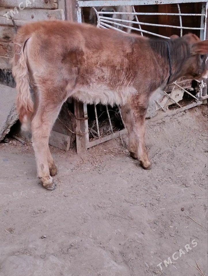 Tohum göleli sygyr - Бахарден - img 3