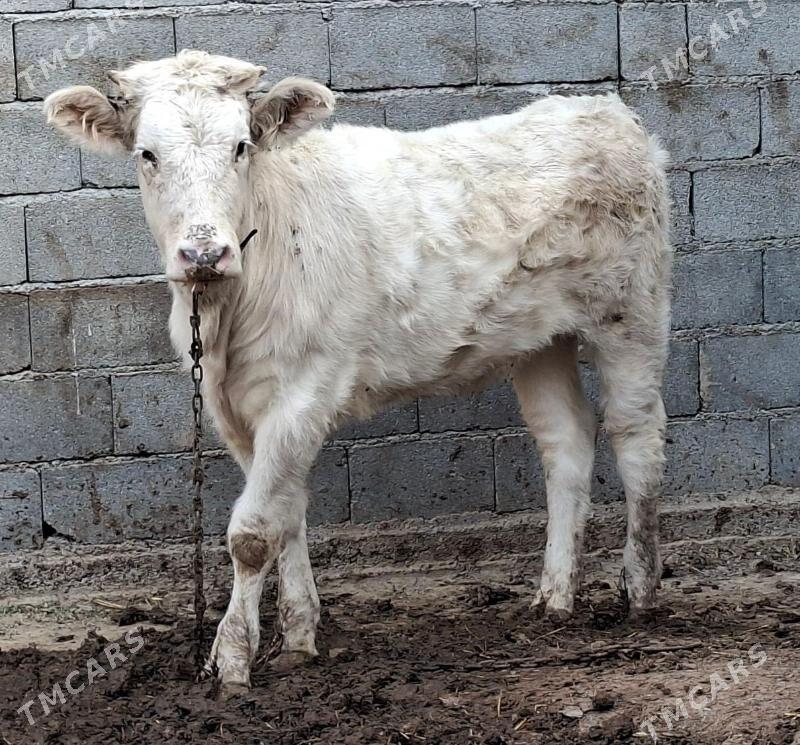 Gibrit okuz tuwe - Büzmeýin - img 9