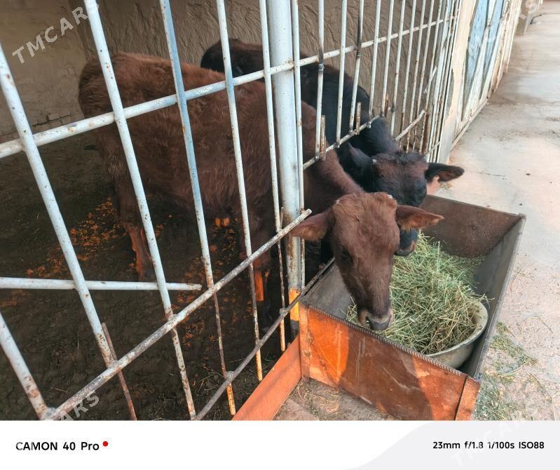 Öküzler - Mary - img 2