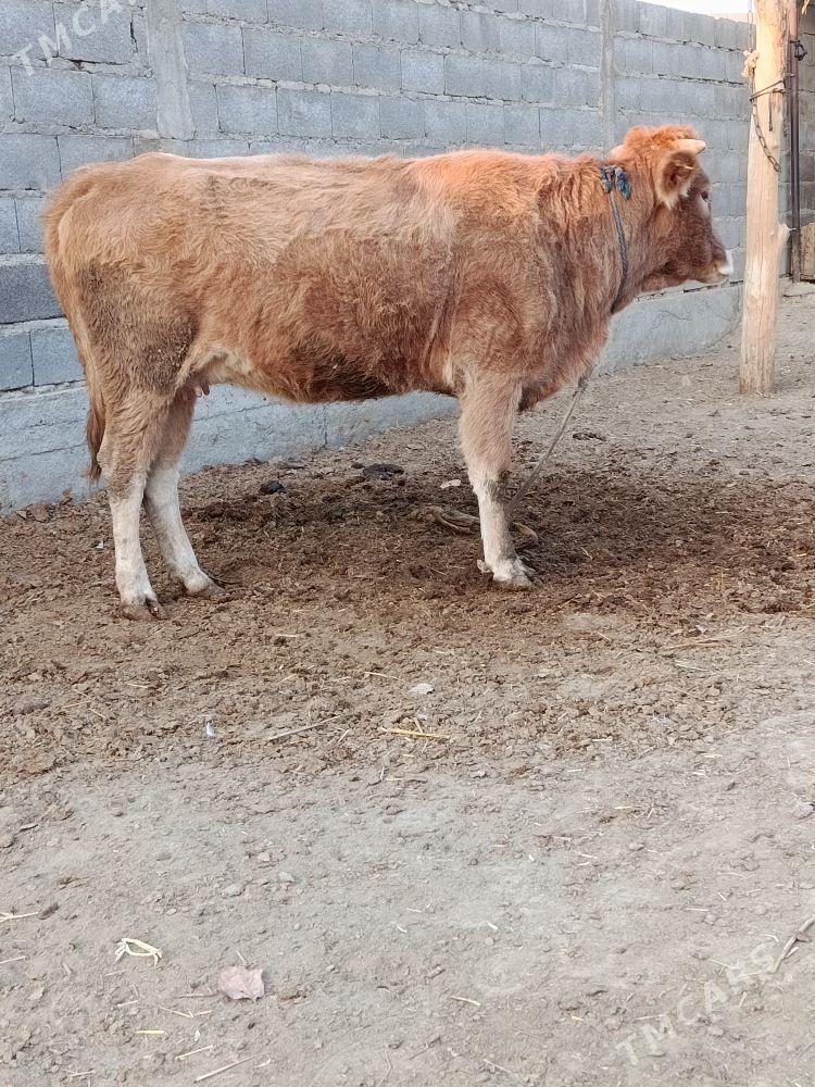 Tohum göleli sygyr - Бахарден - img 2