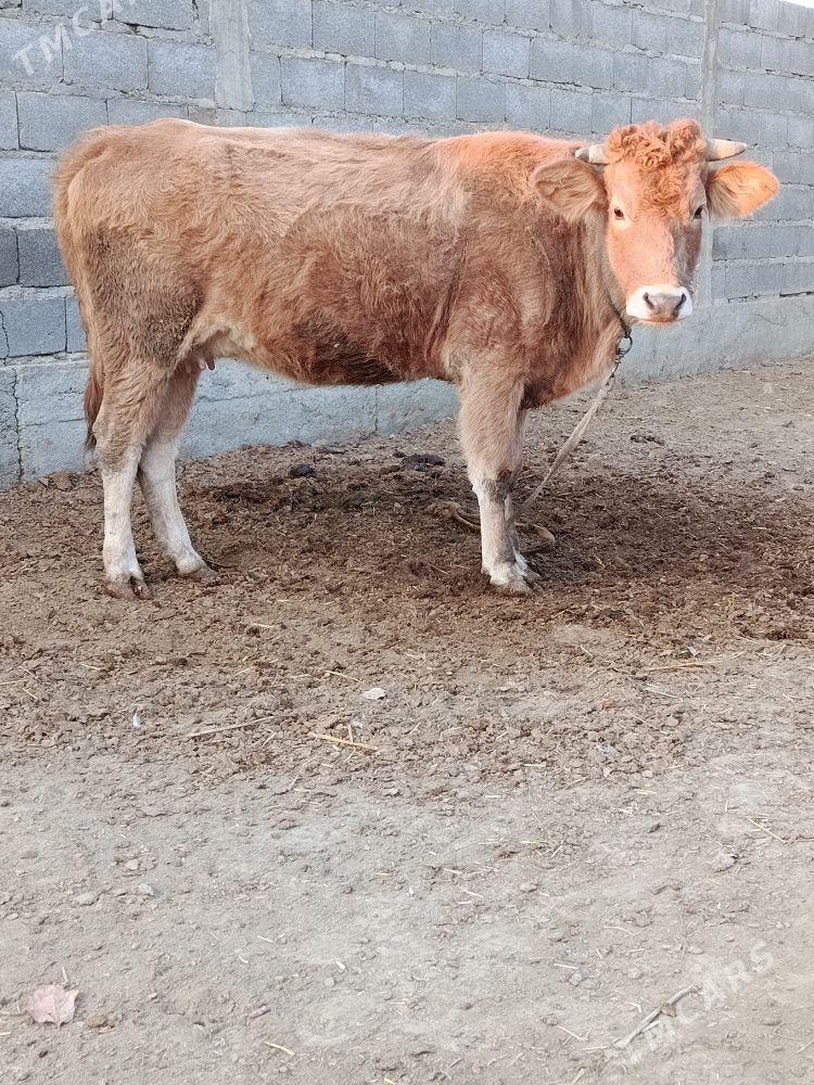 Tohum göleli sygyr - Бахарден - img 1