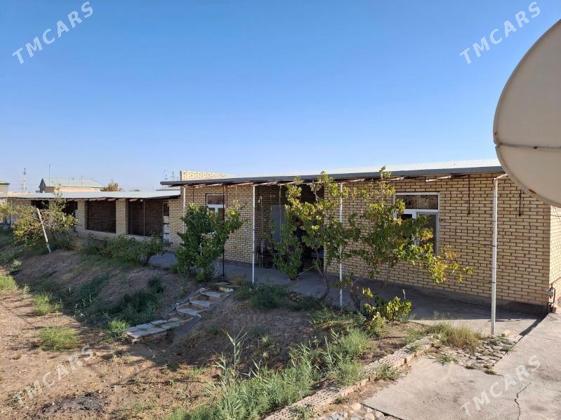 Satlyk howly jaý - Mary - img 10