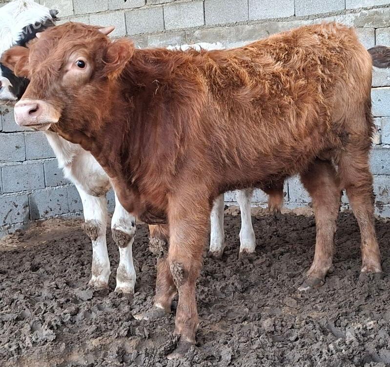 Gibrit okuz tuwe - Büzmeýin - img 8