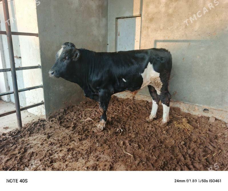 Gibirit okuz. - Бузмеин - img 1