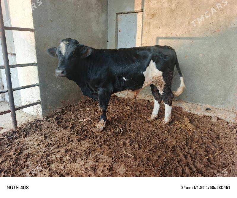 Gibirit okuz. - Бузмеин - img 4