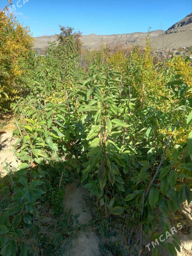 Çereşniya nahallary - Махтумкули - img 2