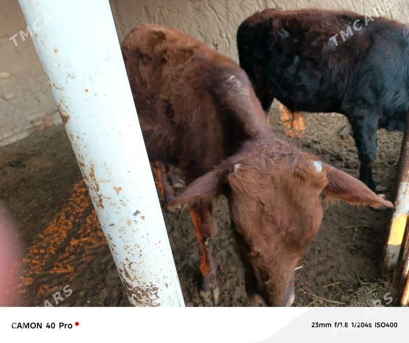 Öküzler - Mary - img 6