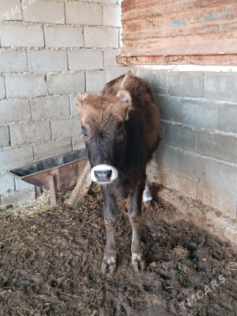 tüwe - Änew - img 1