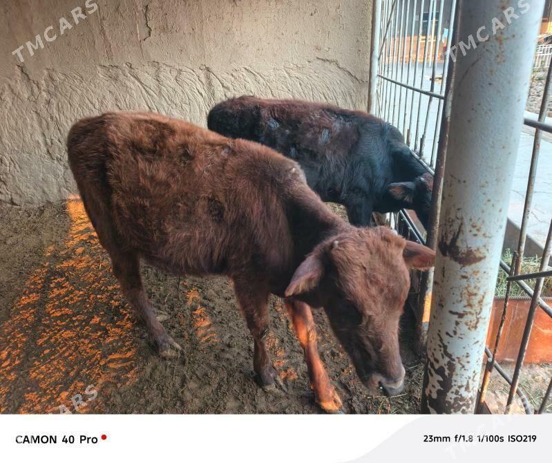 Öküzler - Mary - img 3