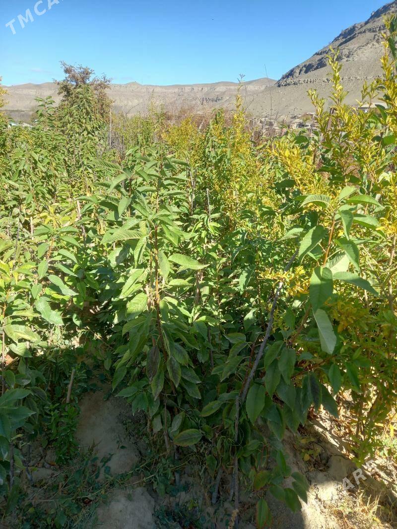 Çereşniya nahallary - Махтумкули - img 3