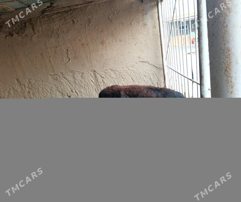 Öküzler - Mary - img 4