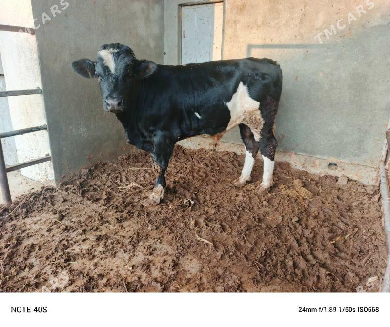 Gibirit okuz. - Бузмеин - img 6