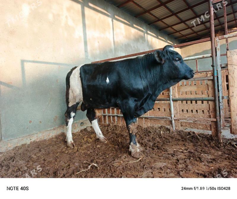 Gibirit okuz. - Бузмеин - img 3