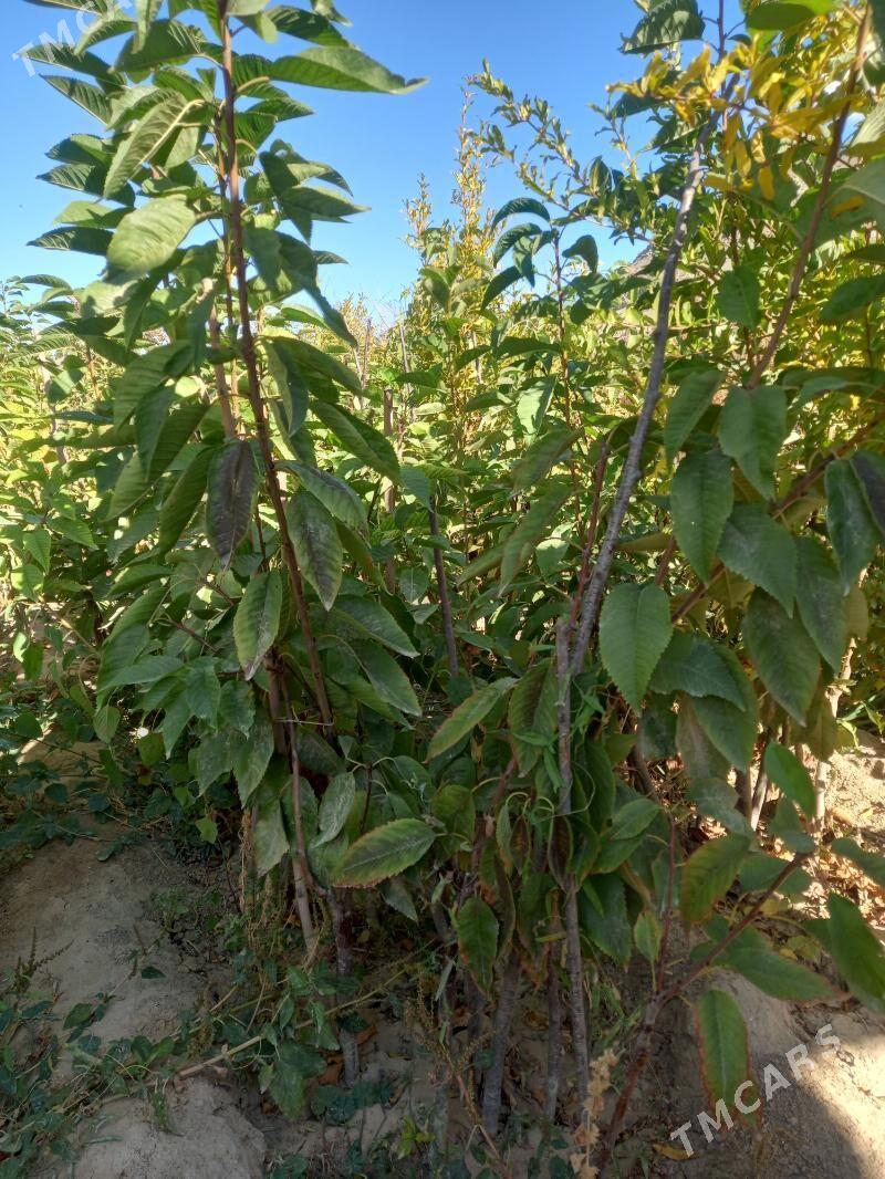 Çereşniya nahallary - Махтумкули - img 1