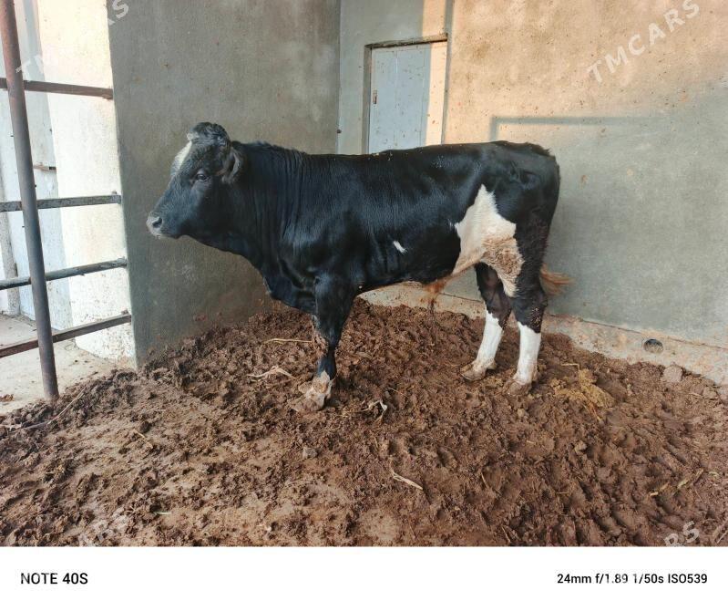 Gibirit okuz. - Бузмеин - img 5