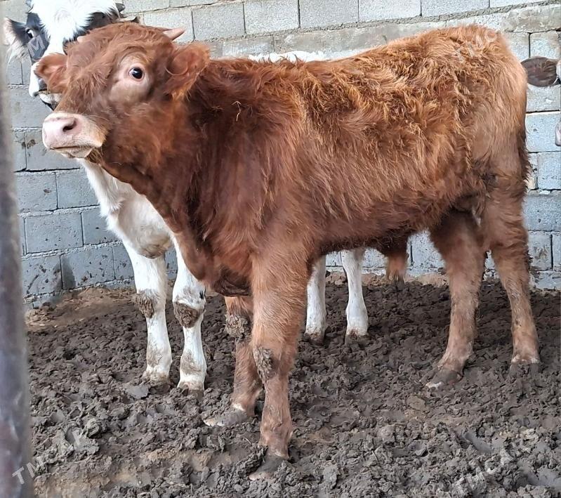 Gibrit okuz tuwe - Büzmeýin - img 10