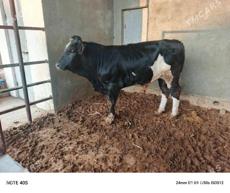 Gibirit okuz. - Бузмеин - img 2