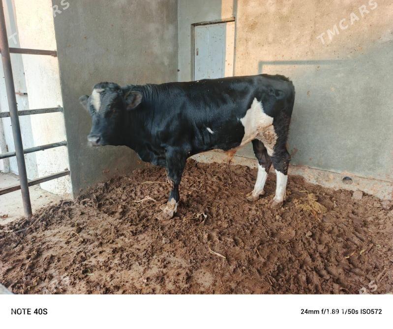 Gibirit okuz. - Бузмеин - img 7