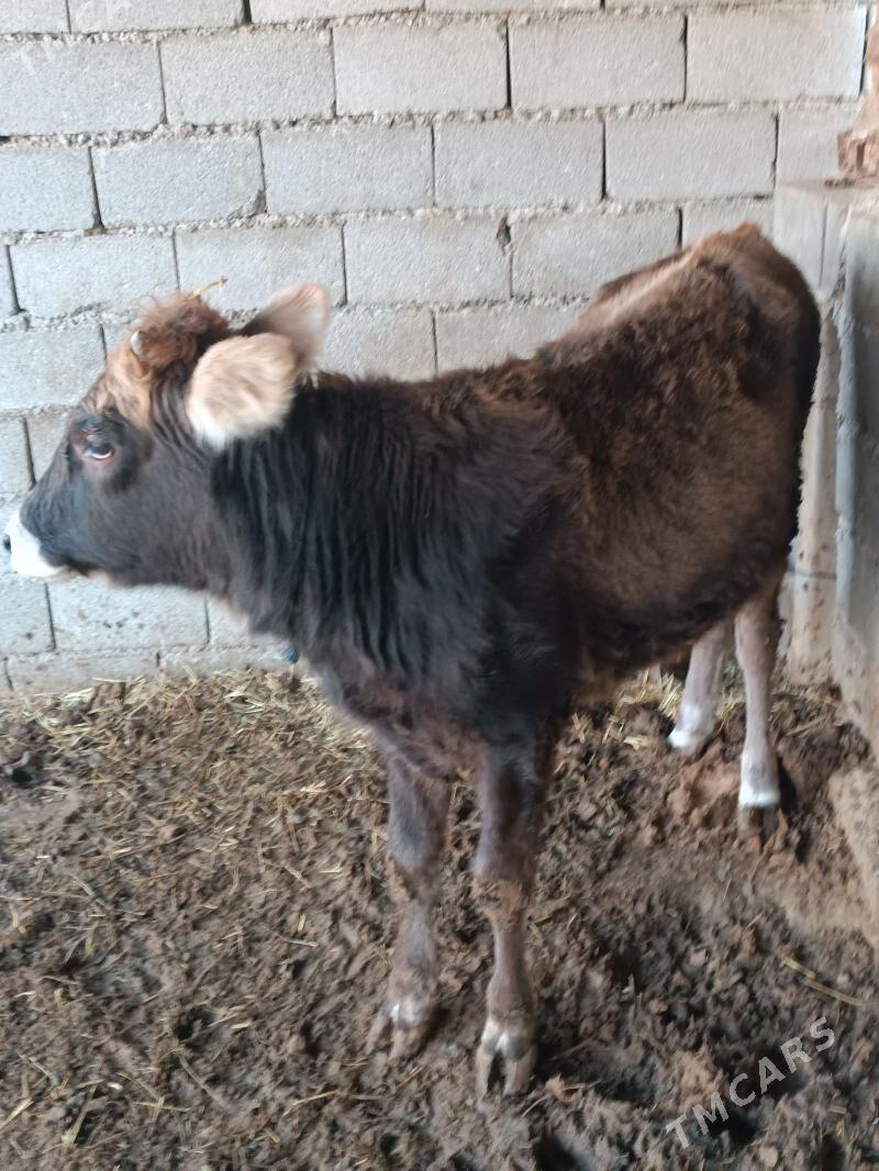 tüwe - Änew - img 3