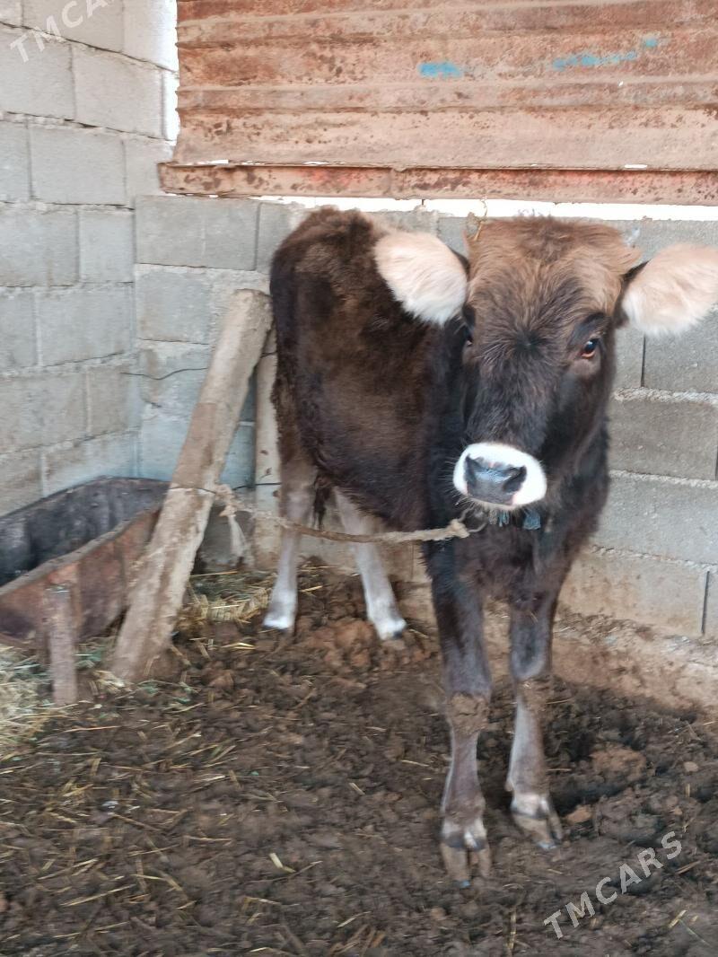 tüwe - Änew - img 2