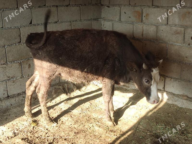 gibirit tuwe - Гёкдепе - img 2