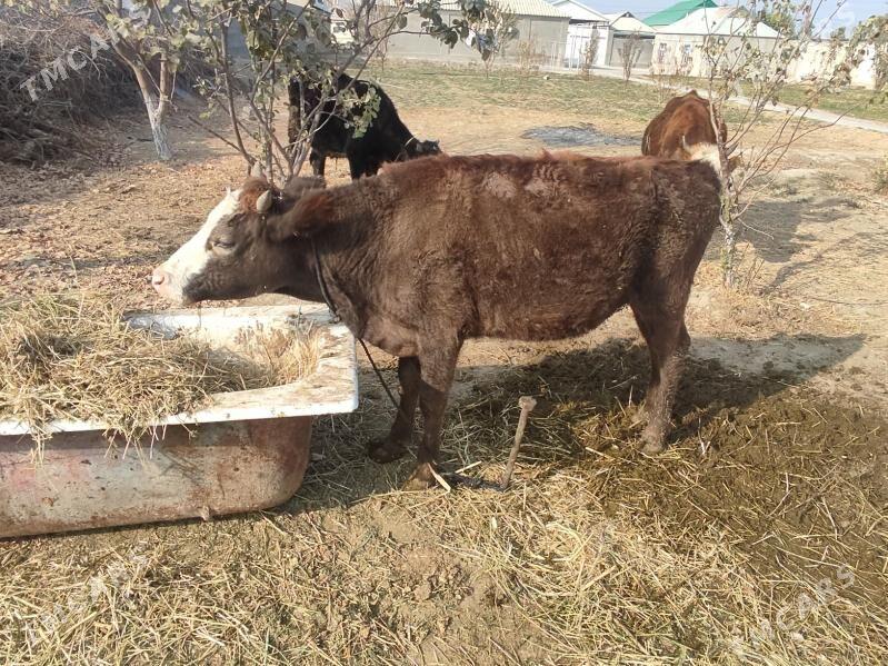 gibirit tuwe - Gökdepe - img 1